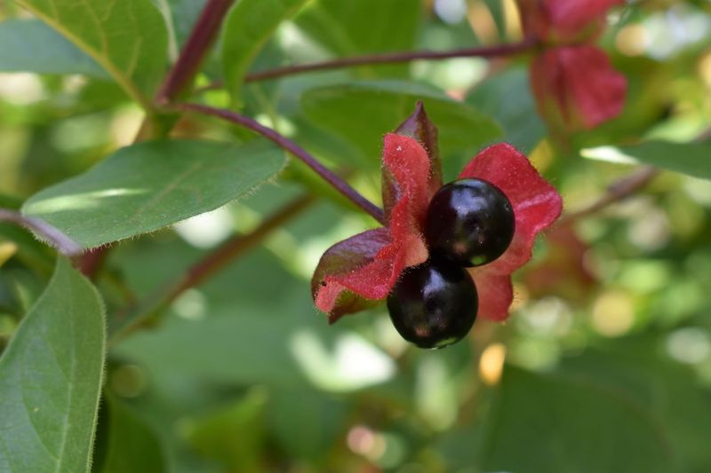 Twinberry Honeysuckle Provides Dark Berries Birds Notice Fast