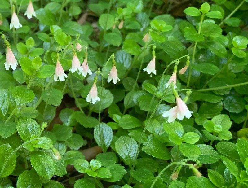 Twinflower Creates A Low Evergreen Forest Mat Twinflower Creates A Low Evergreen Forest Mat