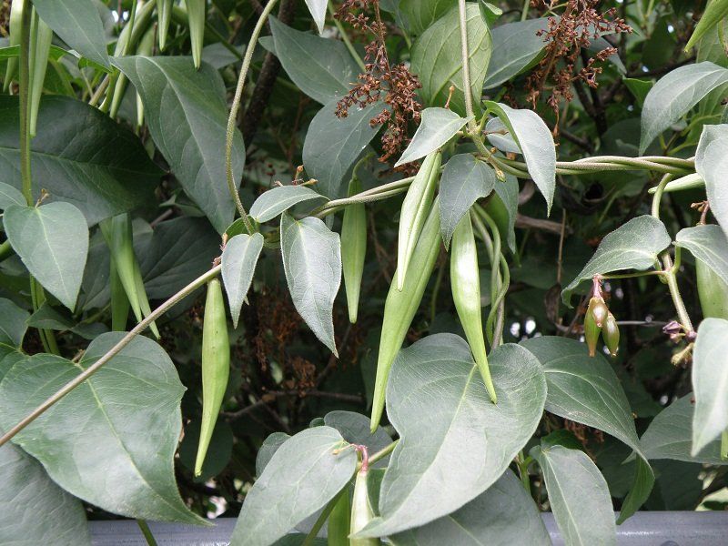 Twining Vines Can Smother The Shape Of The Garden