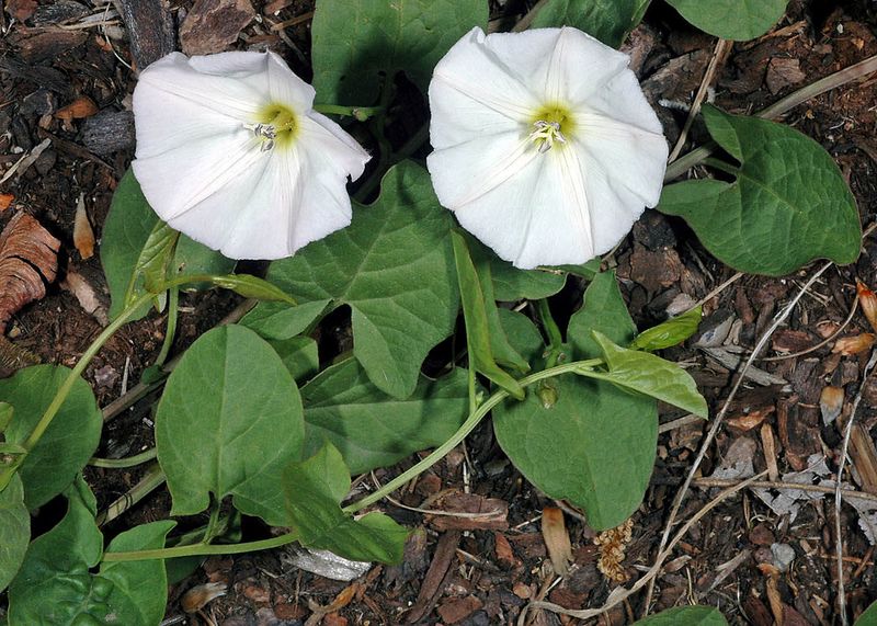 Twining Vines Can Tangle Through Vegetable Plants