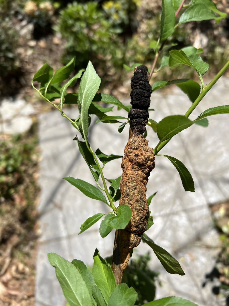 Twisted, Bent Branches Around The Growth