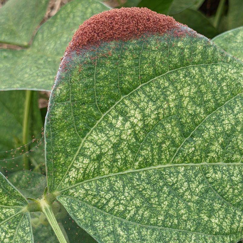 Twospotted Spider Mites Thrive During Hot Dry Weather