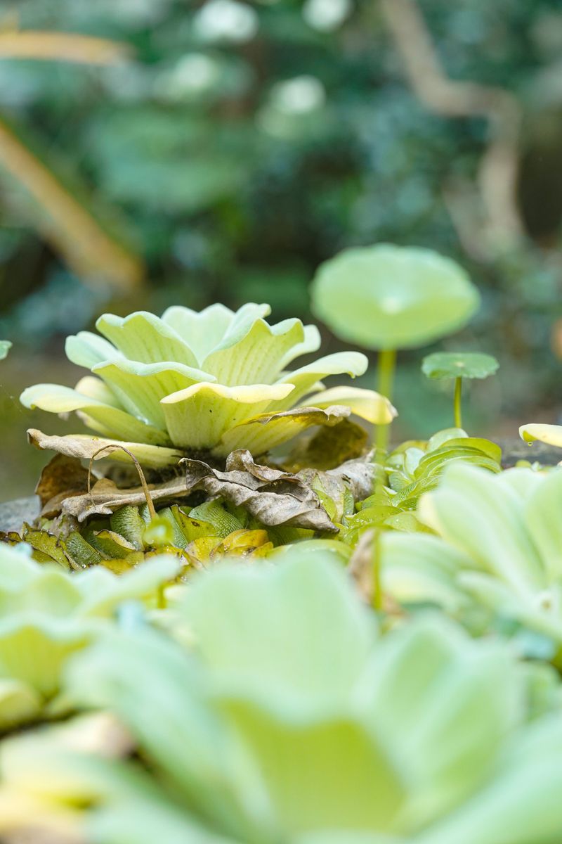 Types Of Carnivorous Plants On Display