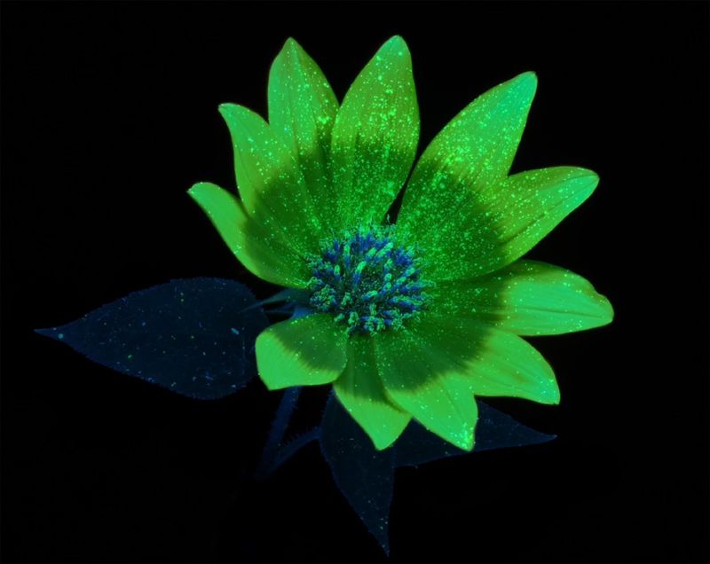 Ultraviolet Patterns Guide Their Landing Choices