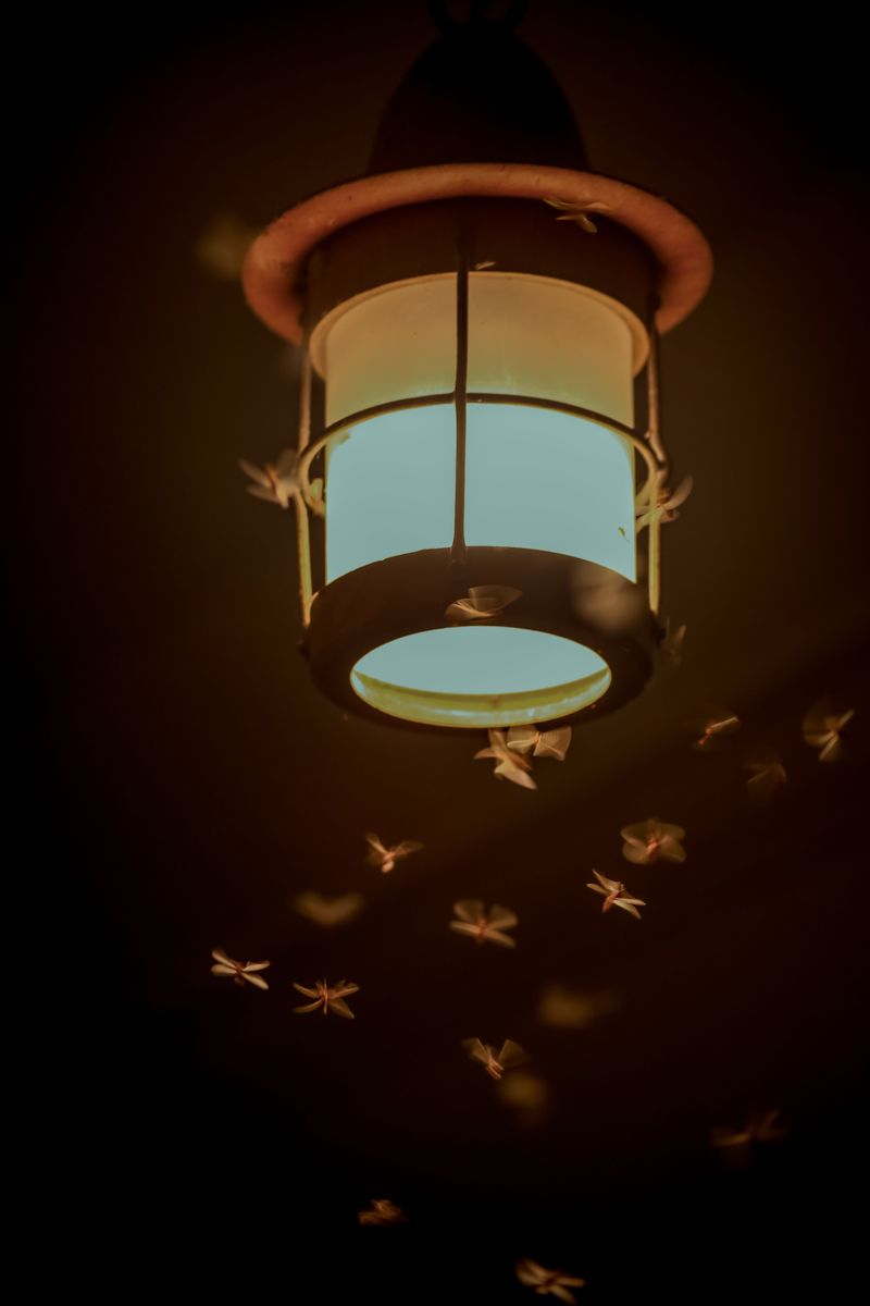 Uncovered Fixtures Let Insects Gather Freely