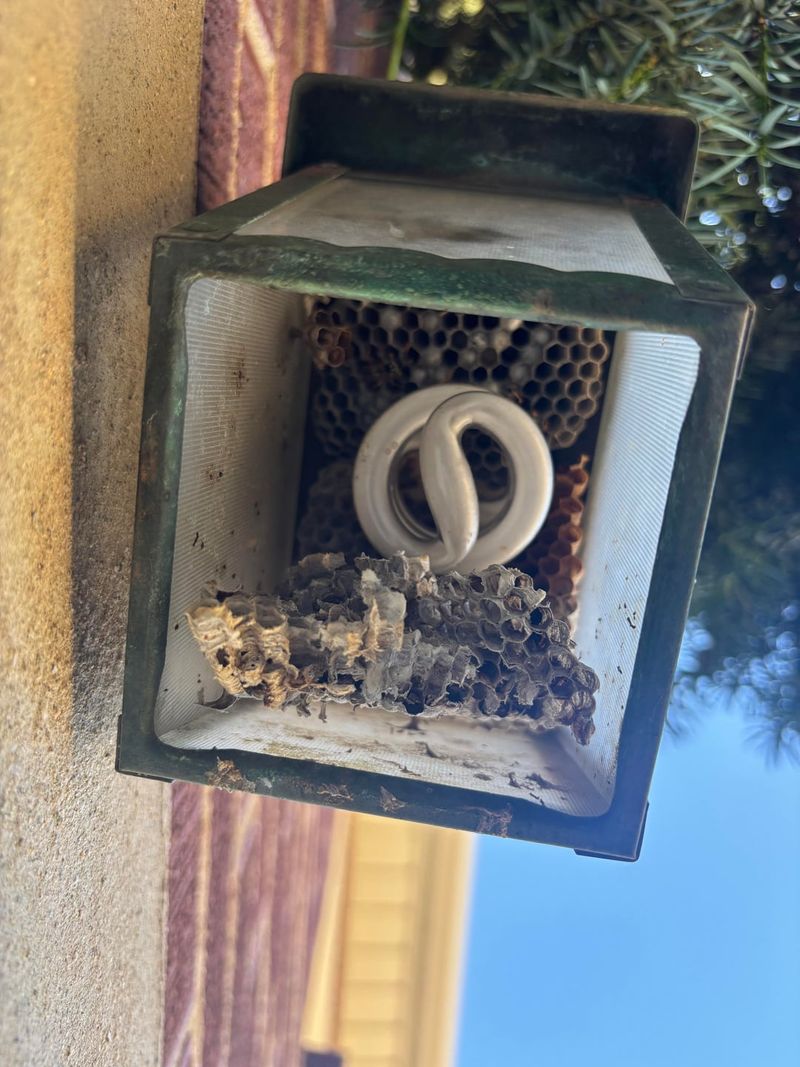 Uncovered Fixtures Offer Nesting Shelter Uncovered Fixtures Offer Nesting Shelter