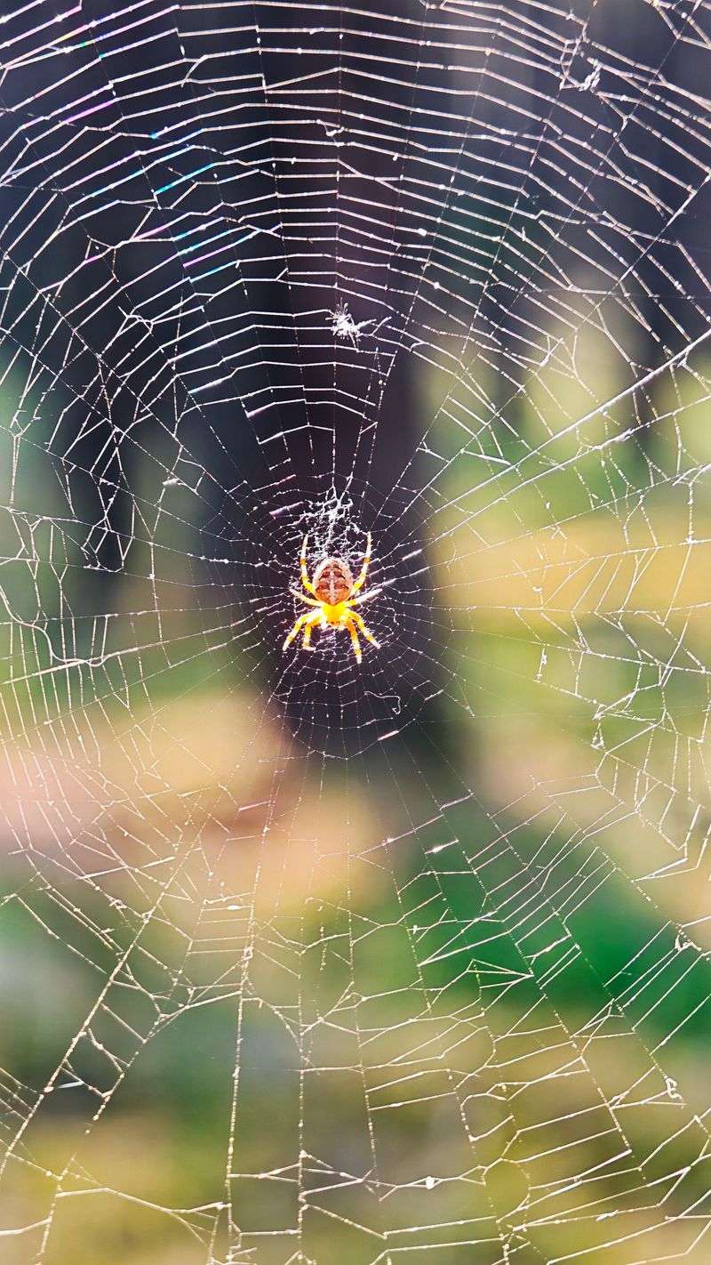 Under Eaves Where Spiders Spin Webs