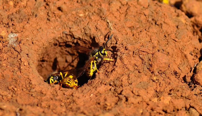 Underground Nests Are Easy To Disturb