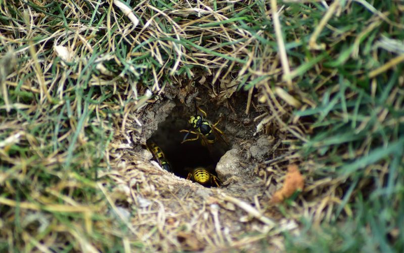 Underground Nests Put Yellowjackets In The Path Of Yard Work