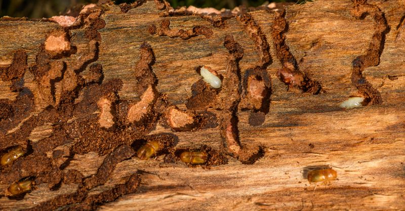 Underground Pests Could Be Present As A Food Source Underground Pests Could Be Present As A Food Source