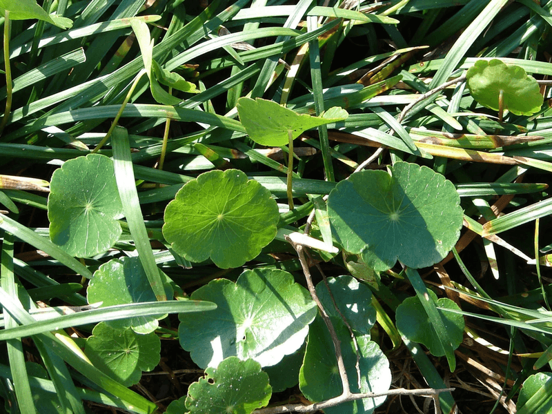 Underground Rhizomes And Tubers Help Dollarweed Return