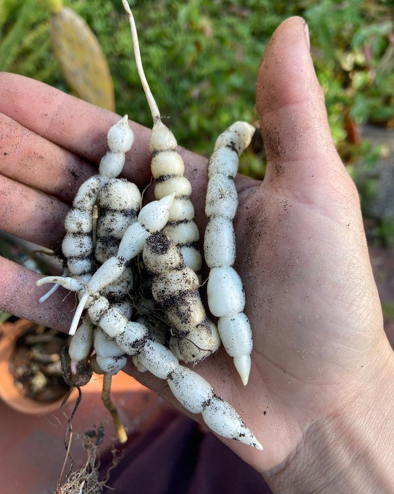 Underground Tubers Explain Why It Keeps Coming Back