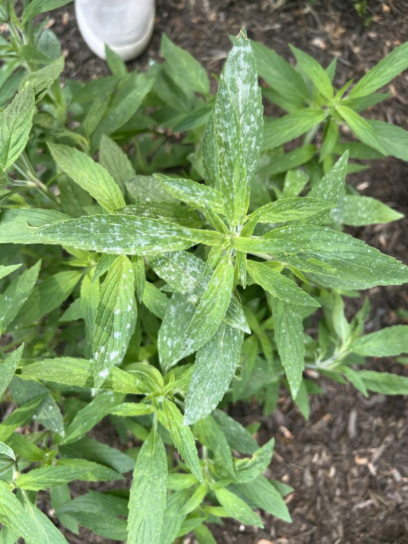 Understand Why Phlox Is Prone To This Fungus