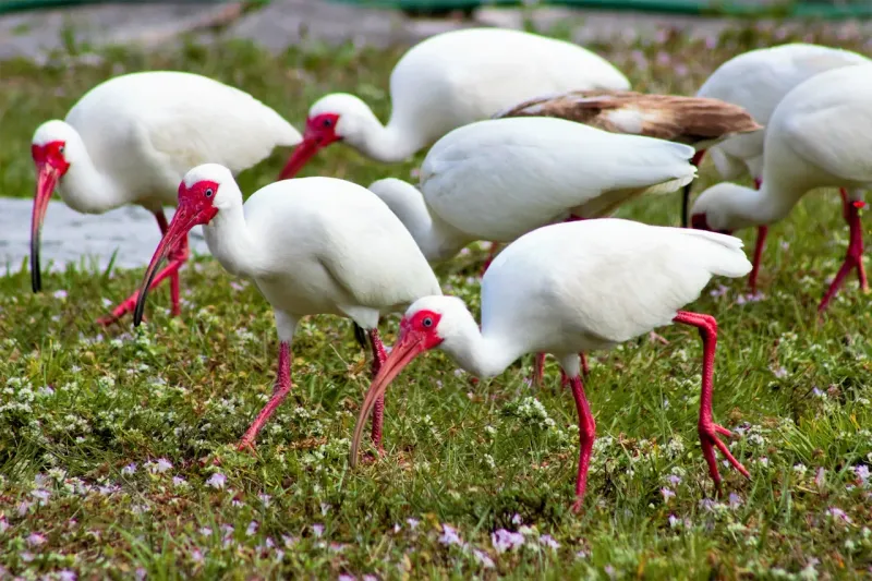 Understand Why Short Grass Makes Hunting Easier