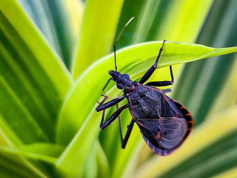 Understanding Chagas Disease And Its Symptoms Understanding Chagas Disease And Its Symptoms