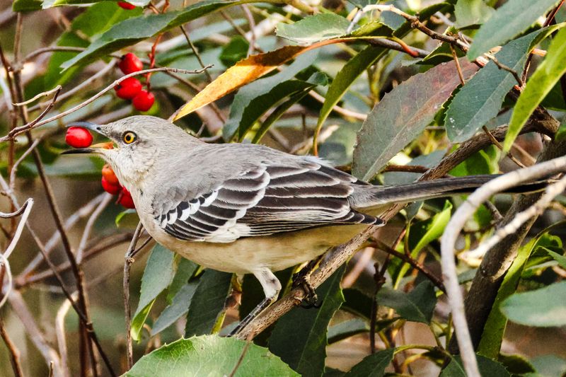 Understanding Mockingbird Territorial Behavior This Season