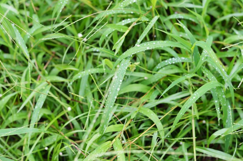 Understanding What To Apply Before Crabgrass Takes Hold