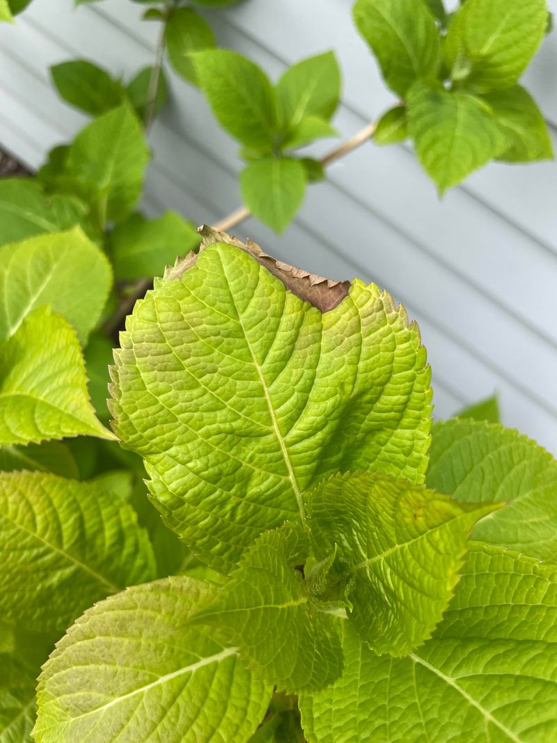 Underwatering Causes Crispy Brown Leaf Margins Underwatering Causes Crispy Brown Leaf Margins
