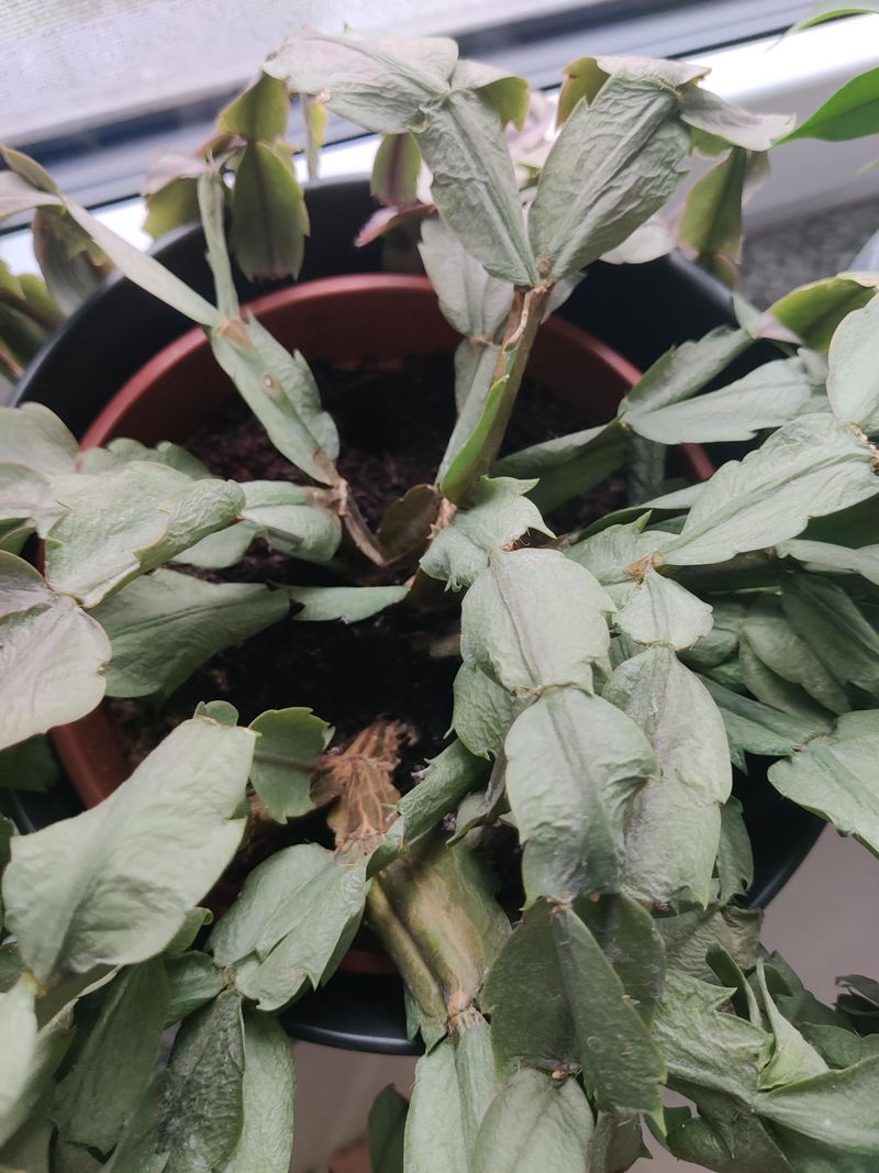 Underwatering Causes Limp Leaf Segments Underwatering Causes Limp Leaf Segments