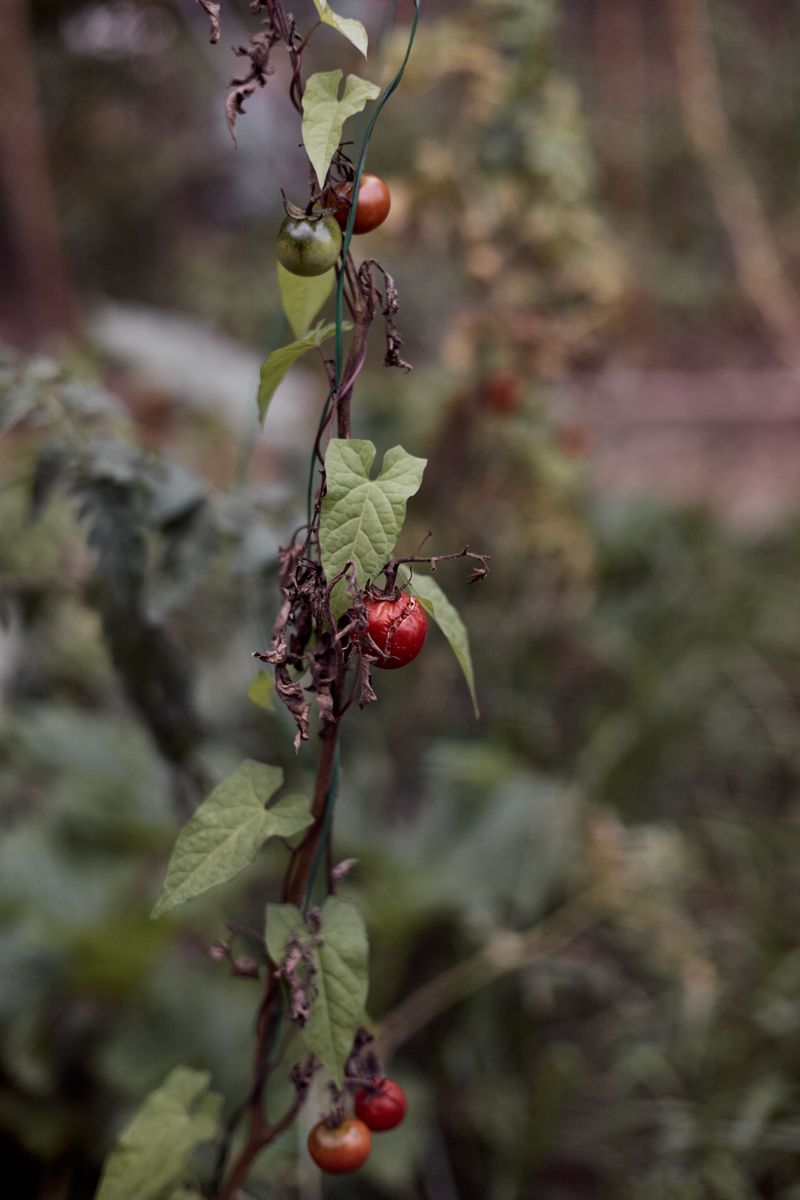 Underwatering Leads To Persistent Wilting