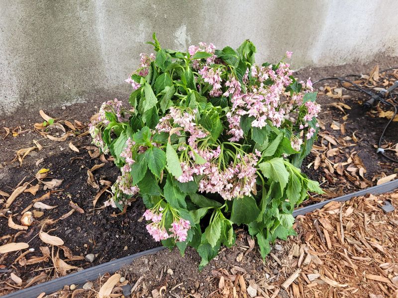 Underwatering Leaves Blooms Wilted And Dry