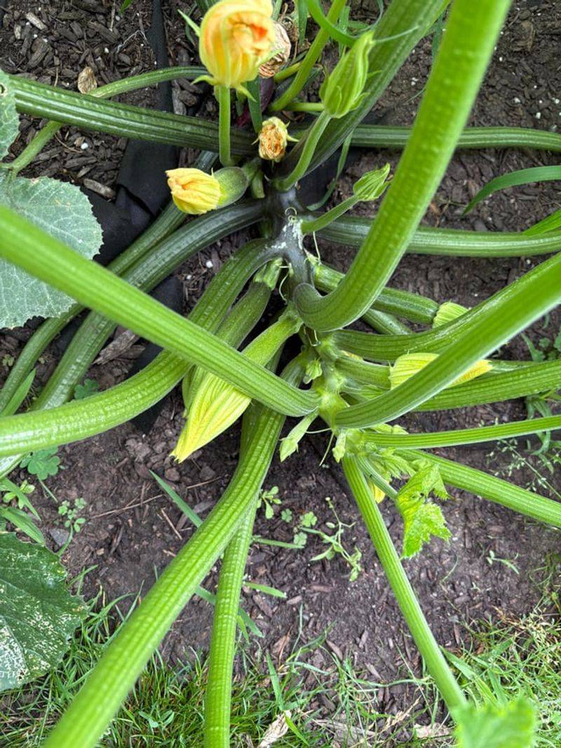 Underwatering Stresses Zucchini Into Bitter Fruit