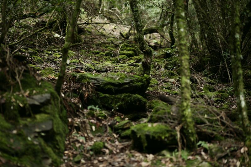 Undisturbed Areas Offer Safe Breeding Grounds Undisturbed Areas Offer Safe Breeding Grounds