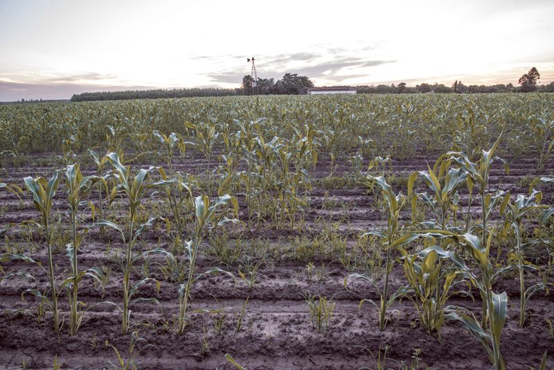 Uneven Plant Spacing Reduces Overall Stand