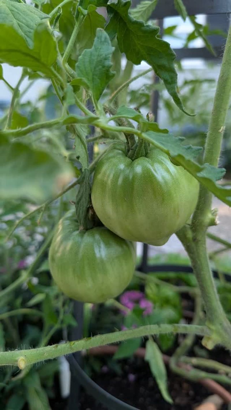 Uneven Ripening Is Keeping Parts Green