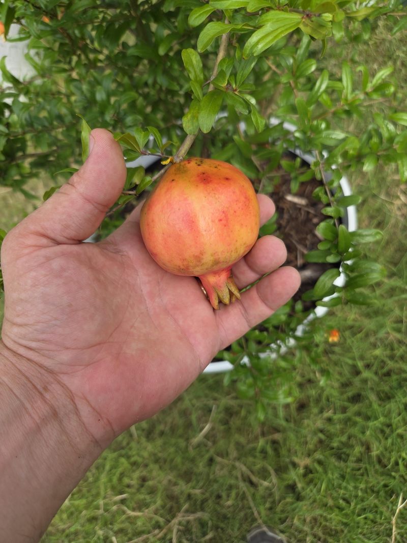 Uneven Soil Moisture Is Hard On Nearly Ripe Fruit