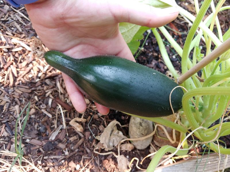 Uneven Watering Creates Bigger Flavor Problems