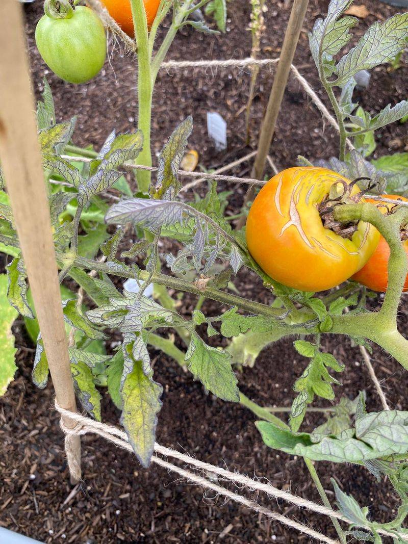 Uneven Watering Is Often The Real Warning Uneven Watering Is Often The Real Warning