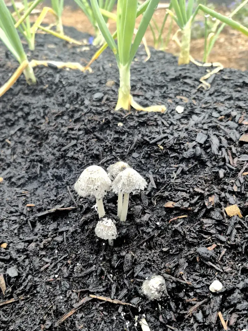 Unknown Mushrooms Stay Off The Plate Unknown Mushrooms Stay Off The Plate