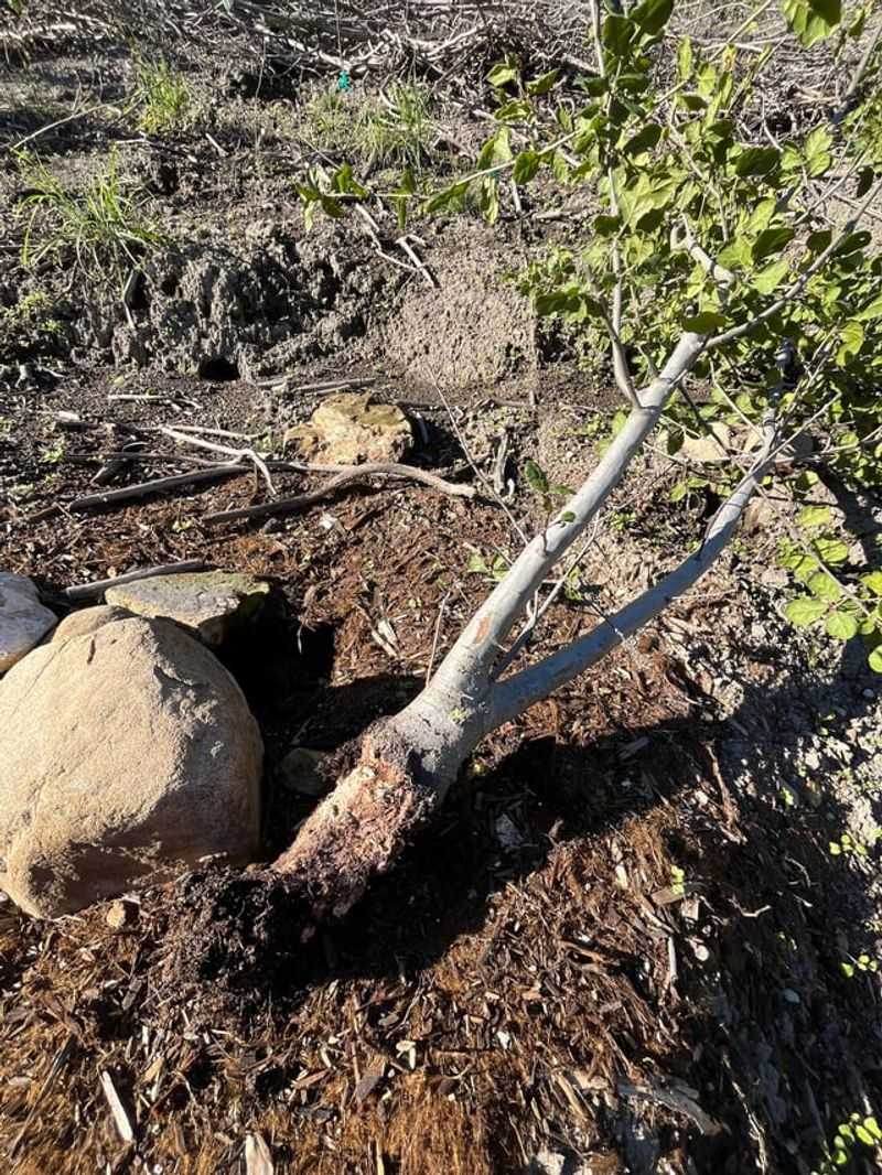 Unprotected Roots Give Gophers More To Eat Unprotected Roots Give Gophers More To Eat