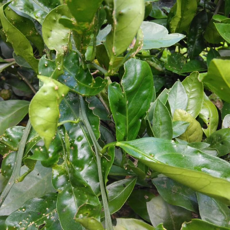 Untreated Trees Stay Infested Longer