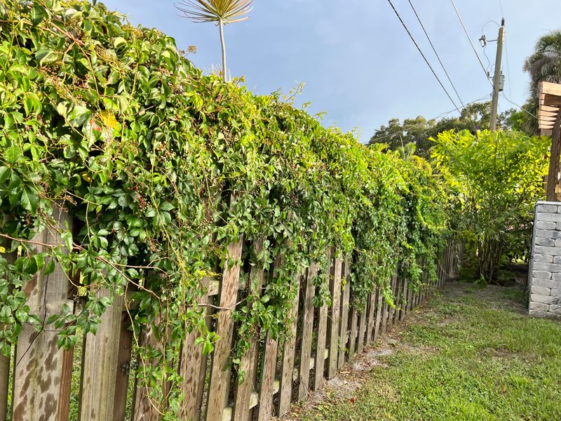 Untrimmed Growth Creates A Direct Path Toward The House Untrimmed Growth Creates A Direct Path Toward The House