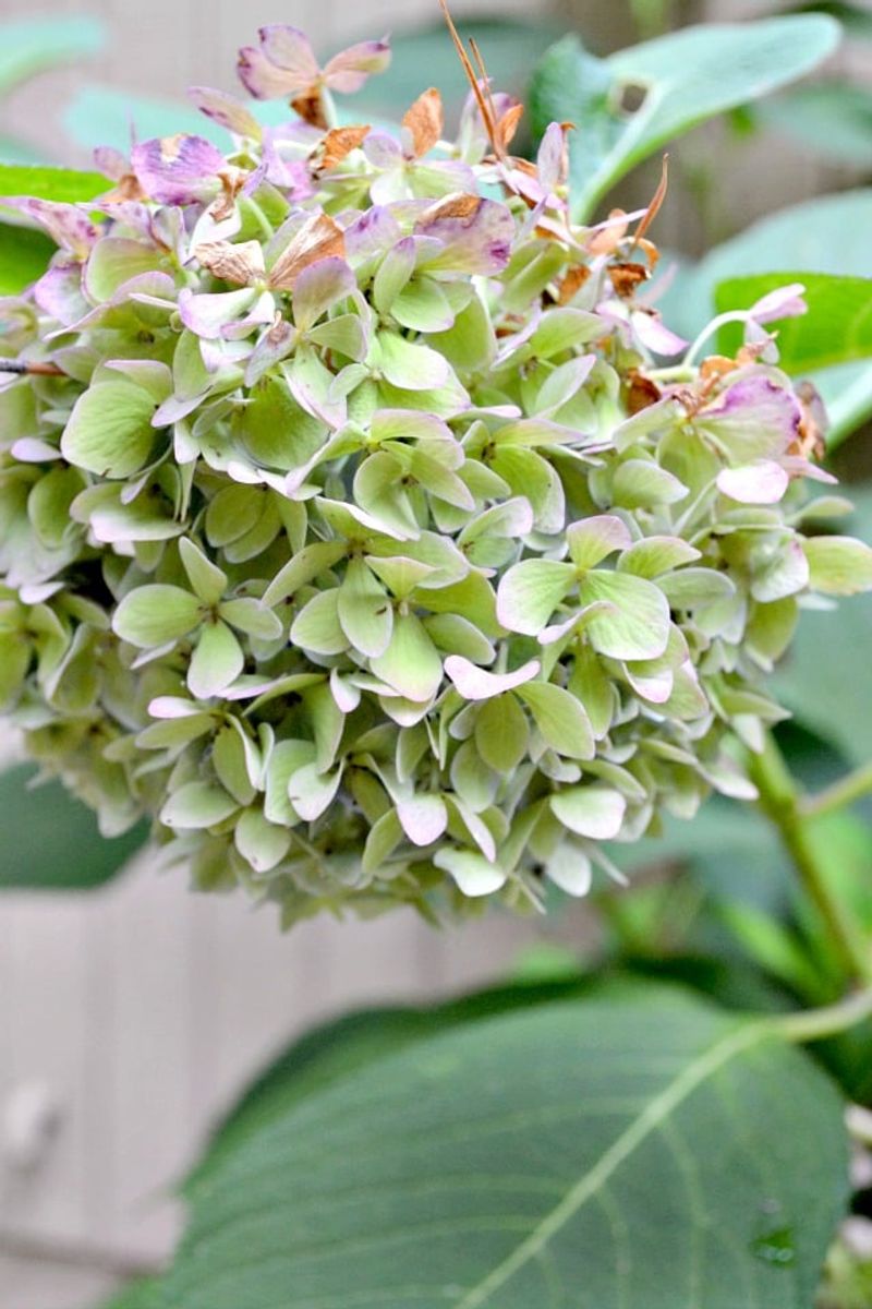 Unusual Green Flowers Can Sometimes Signal A Plant Problem Unusual Green Flowers Can Sometimes Signal A Plant Problem