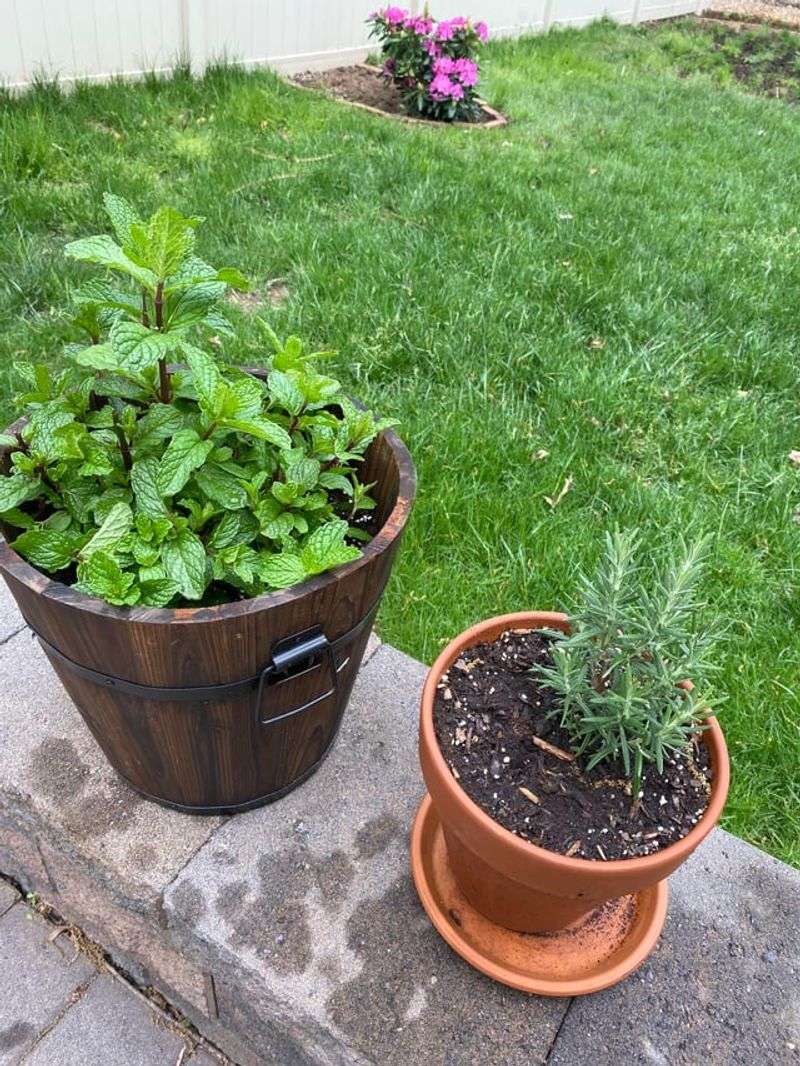Use A Pot Near The Sunny Porch