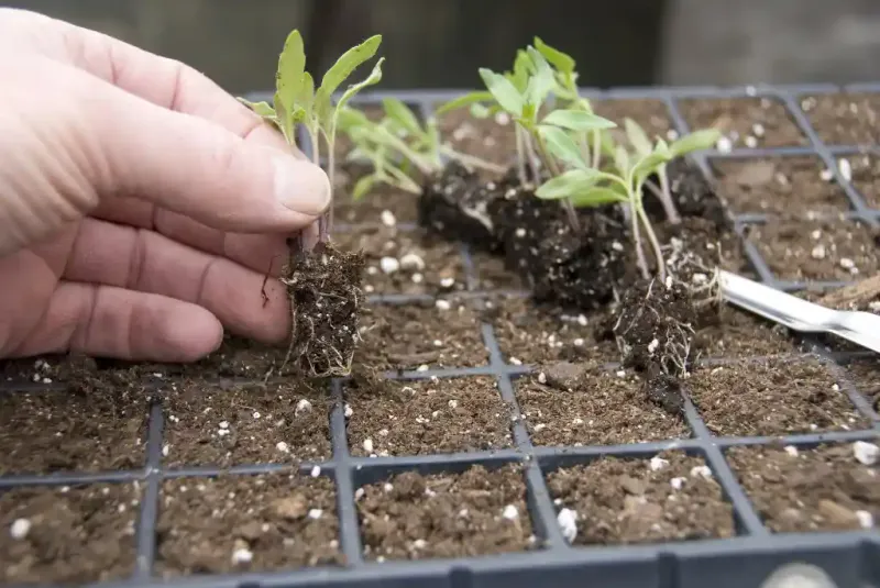 Use A Quality Seed Starting Mix For Strong Germination