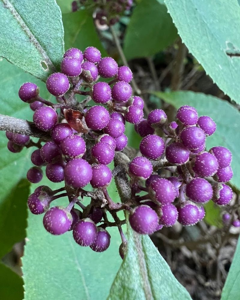 Use American Beautyberry For Fall Fruit