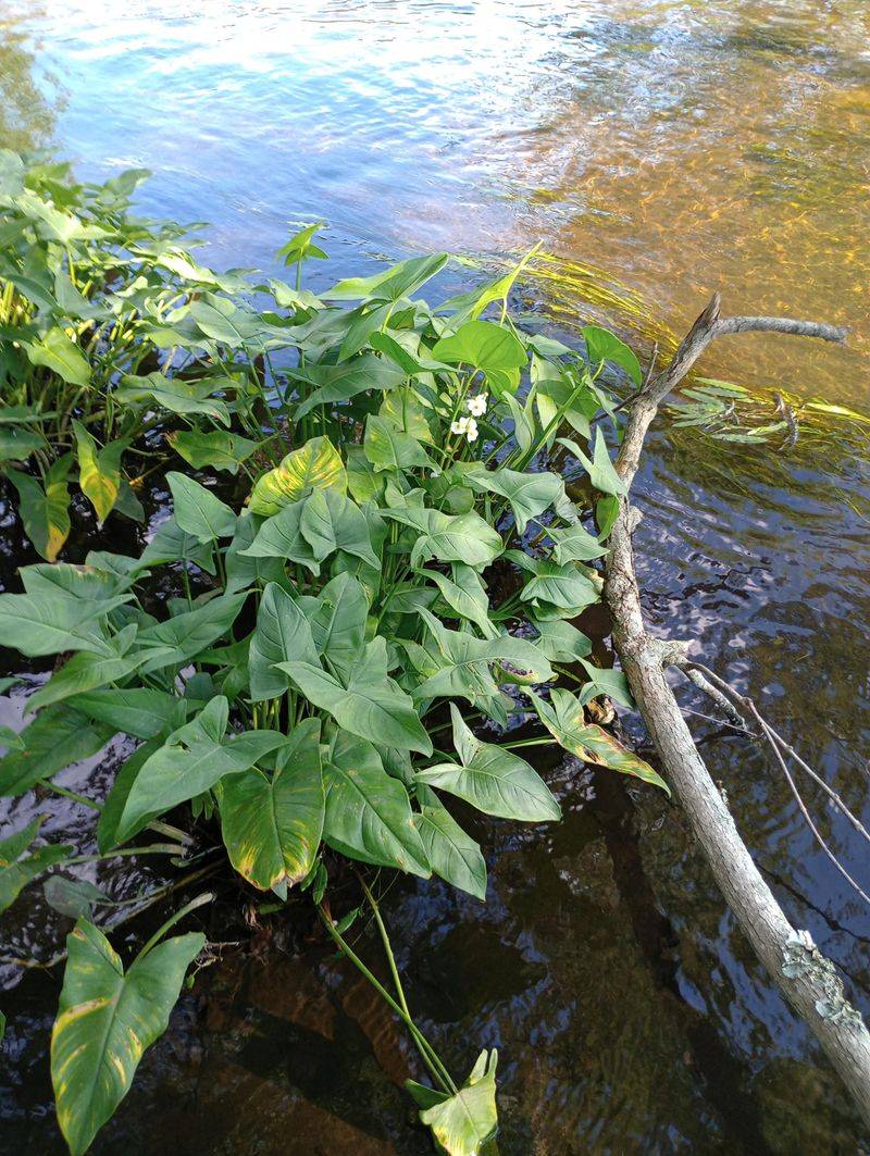 Use Arrow Arum In Wet Edges