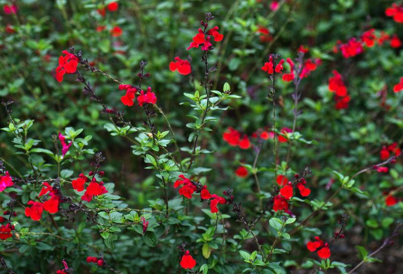 Use Autumn Sage For Repeat Blooms