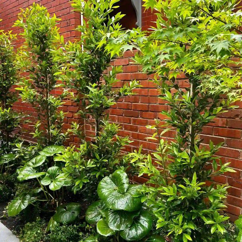 Use Bay Laurel As A Fragrant Living Screen Use Bay Laurel As A Fragrant Living Screen