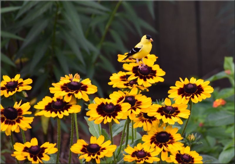 Use Black-Eyed Susan as One Layer of Wildlife Habitat