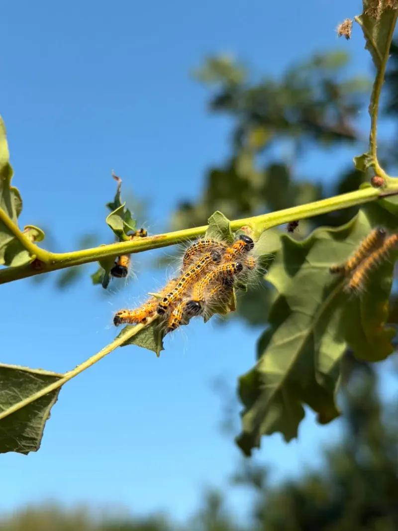 Use Bt While Caterpillars Are Still Small Use Bt While Caterpillars Are Still Small