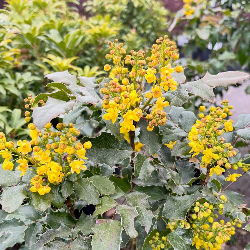 Use Cascade Oregon Grape For Compact Structure Use Cascade Oregon Grape For Compact Structure