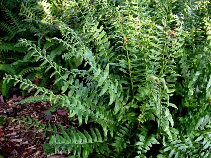 Use Christmas Fern For Taller Groundcover