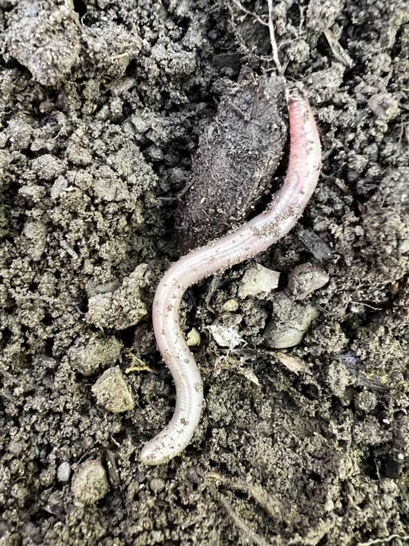 Use Clean Mulch And Compost Sources Use Clean Mulch And Compost Sources