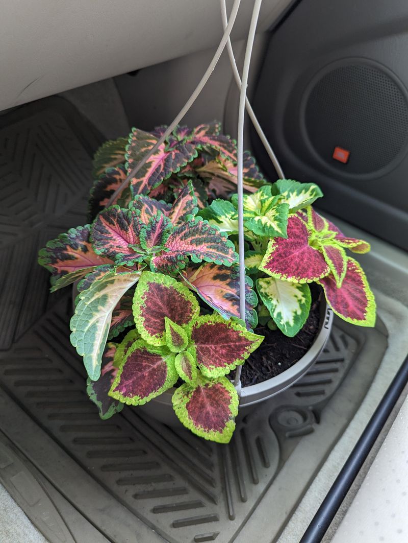 Use Coleus For Bold Leaf Color