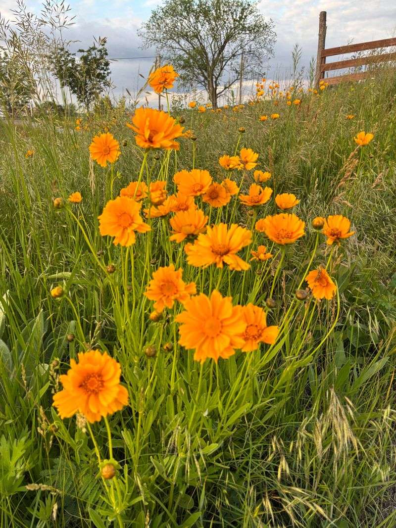 Use Coreopsis Where Heat Hits Hard Use Coreopsis Where Heat Hits Hard